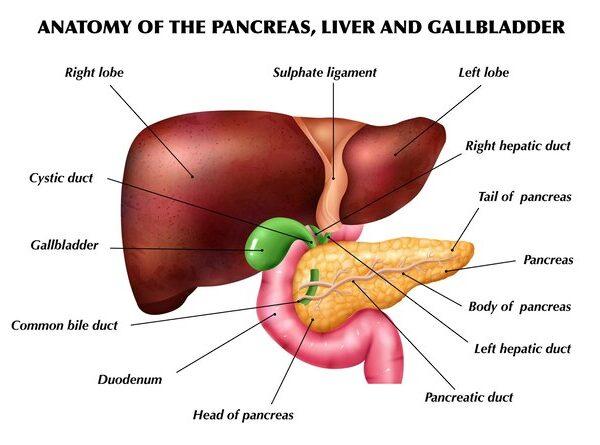 how does liver works