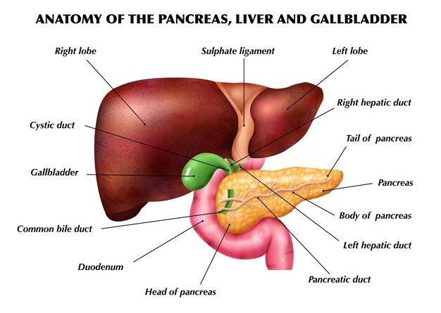how does liver works