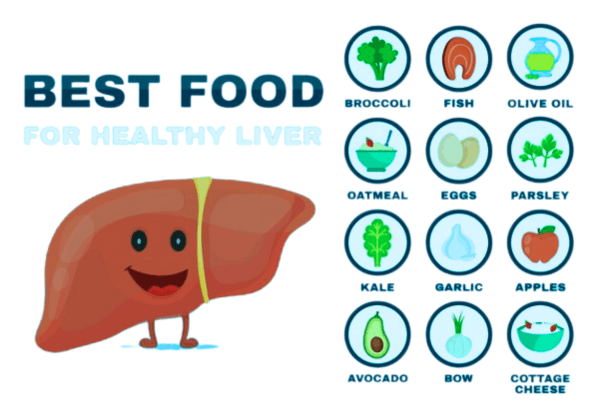 how does liver works